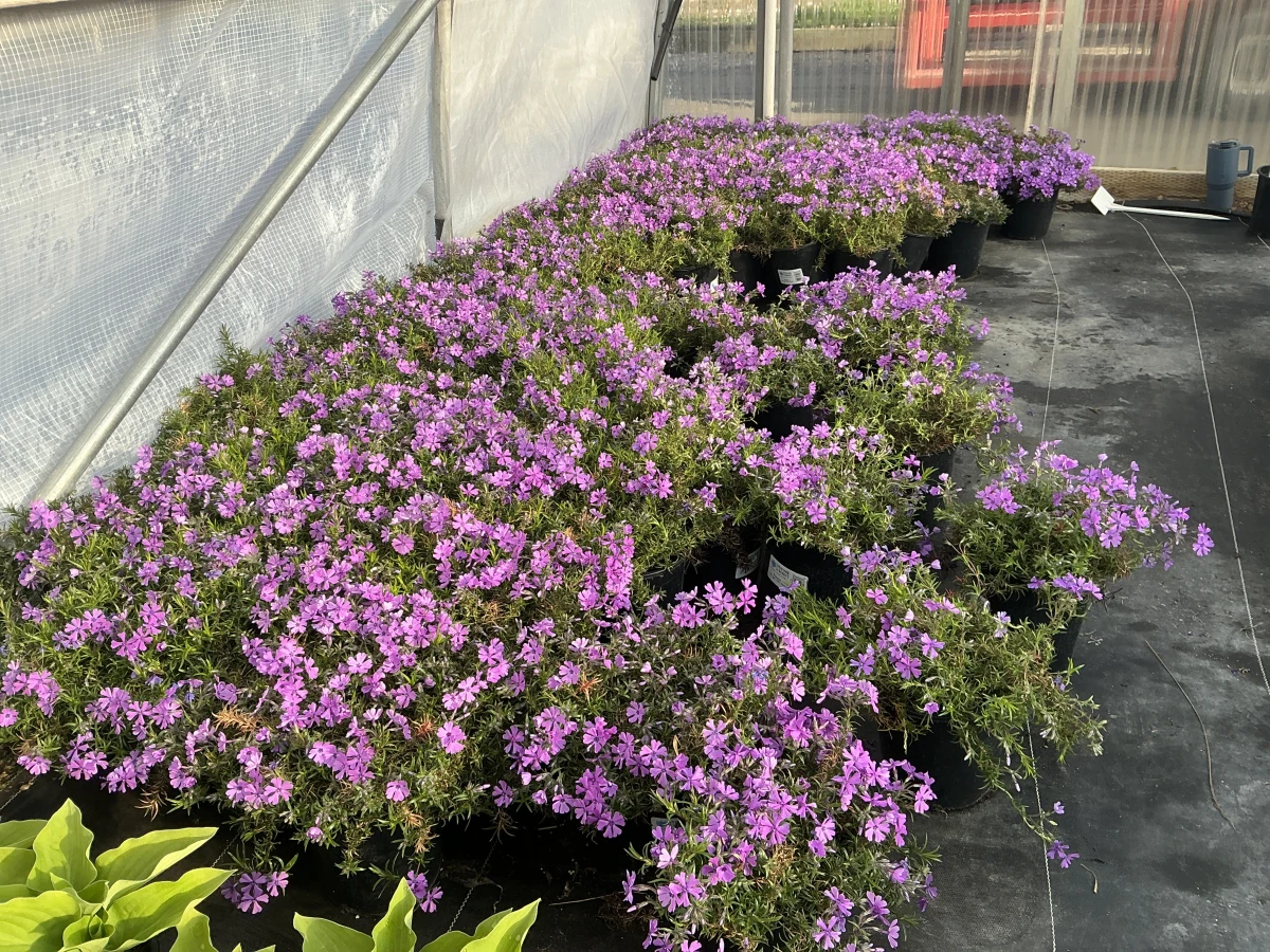 Creeping Phlox, Moss Phlox