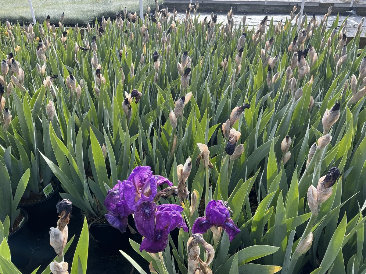 Bearded Iris