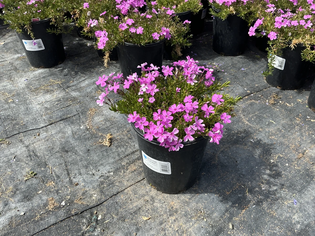 Creeping Phlox, Moss Phlox