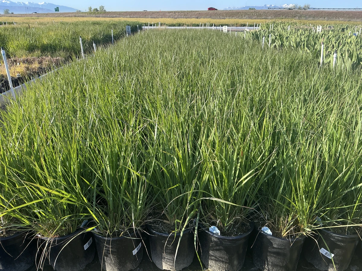 Feather Reed Grass