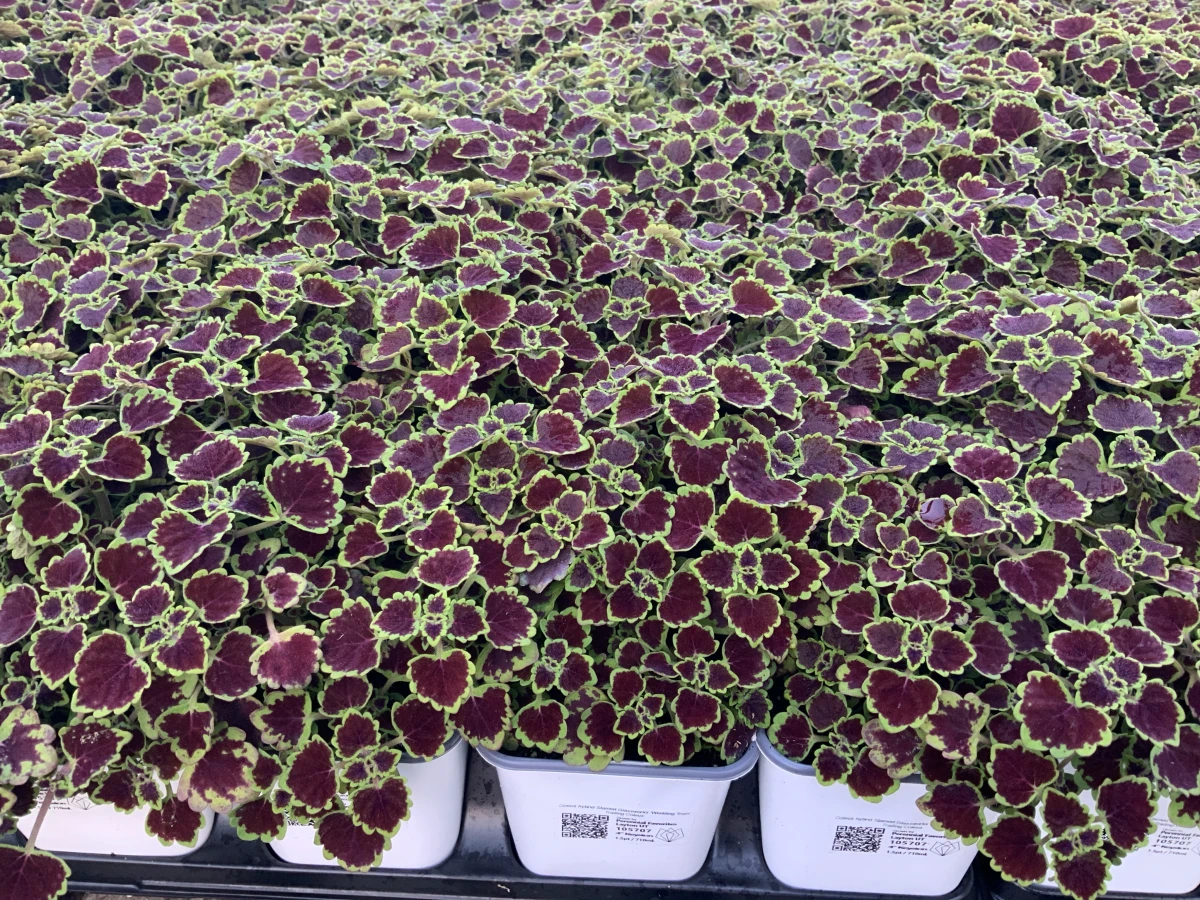 Trailing Coleus