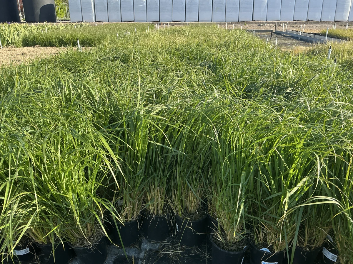 Feather Reed Grass