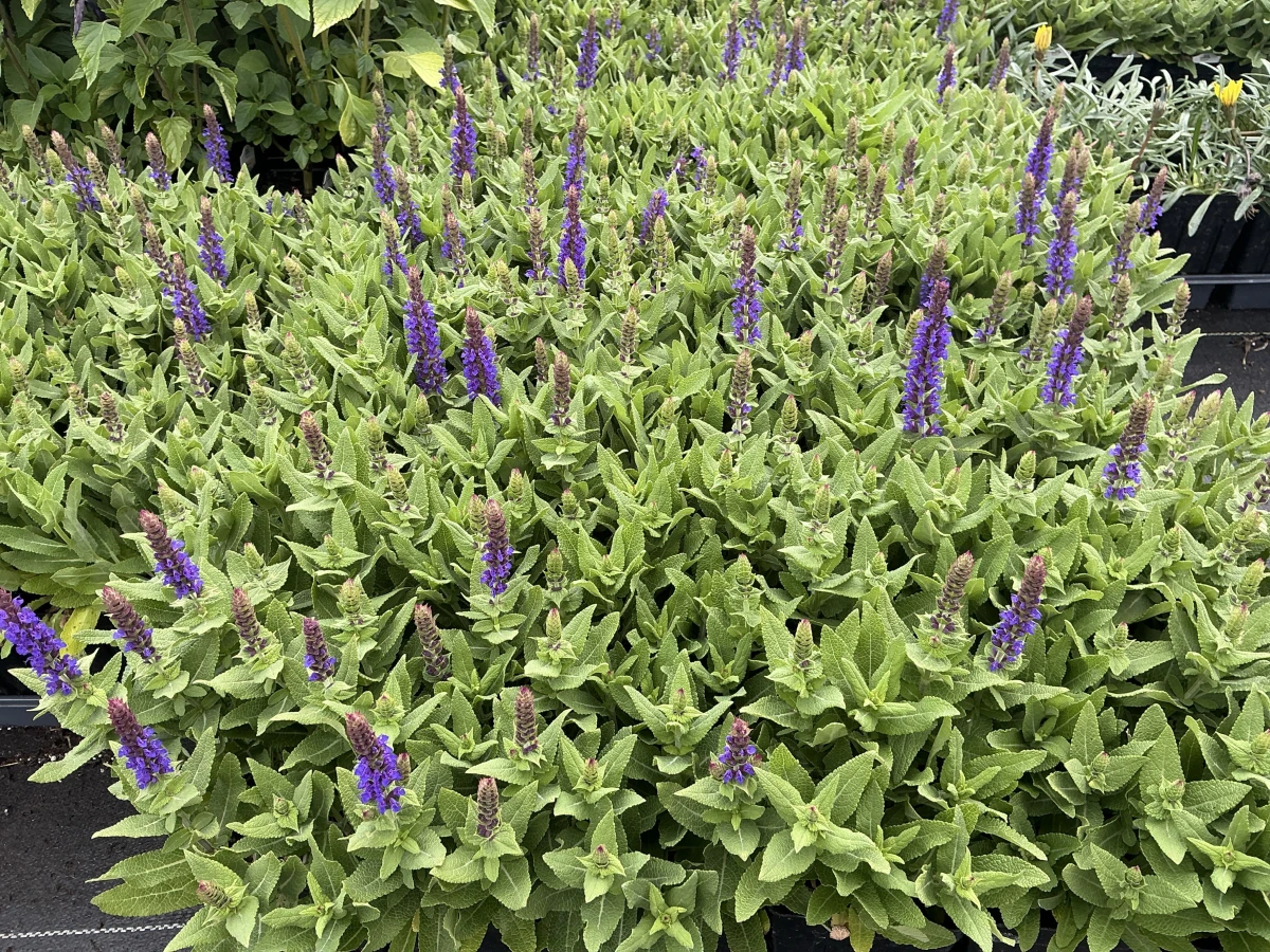 Dwarf Meadow Sage