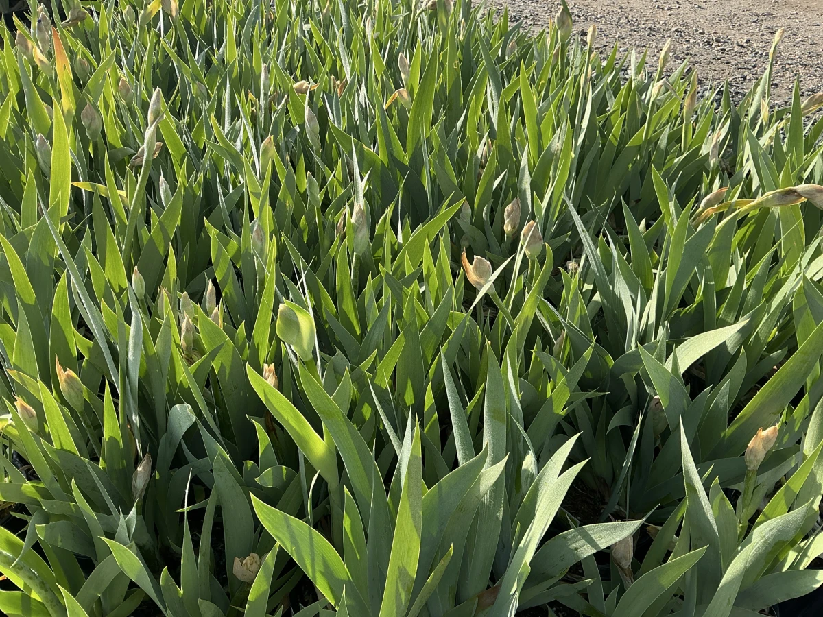 Bearded Iris