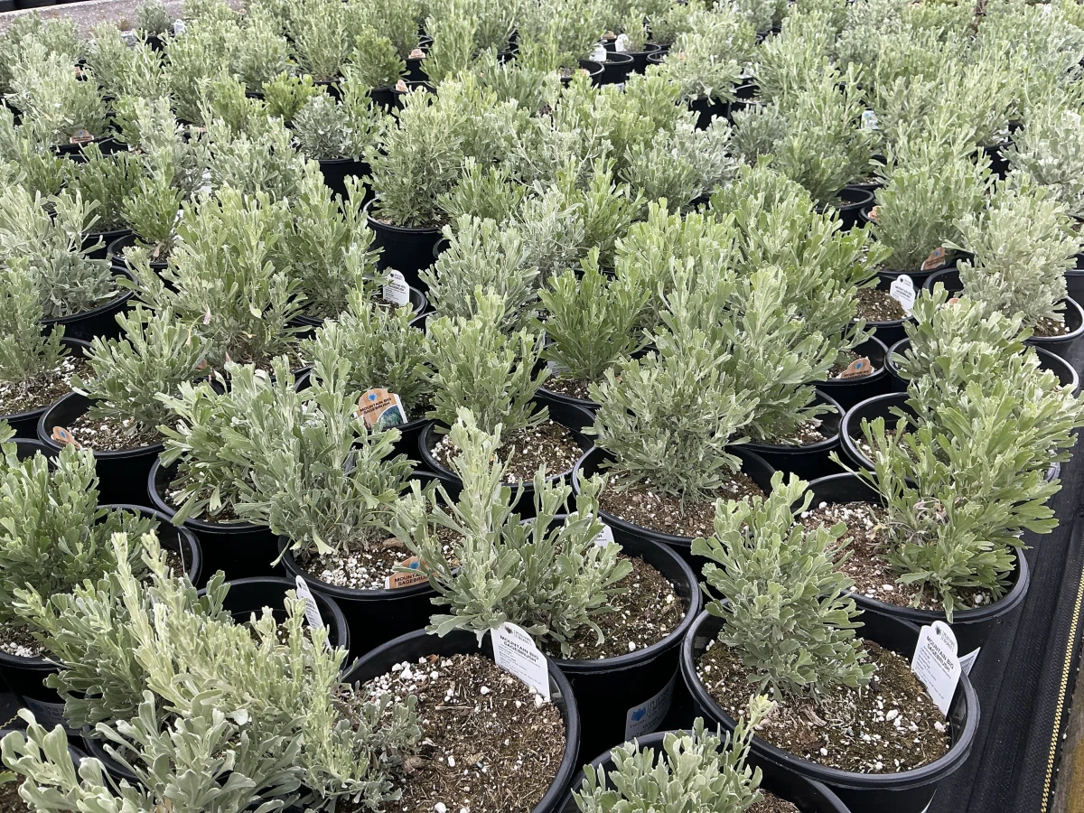 Mountain Big Sagebrush