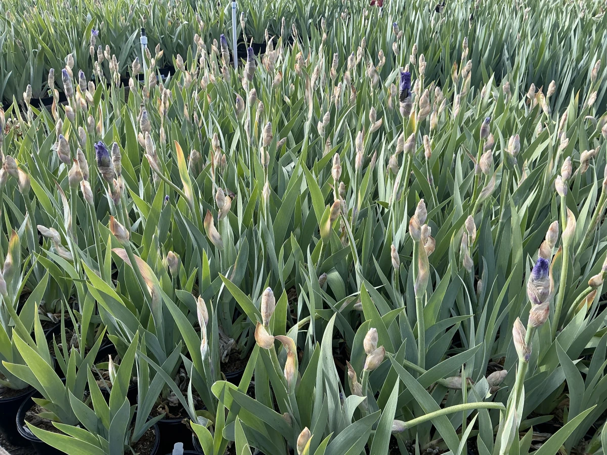 Bearded Iris