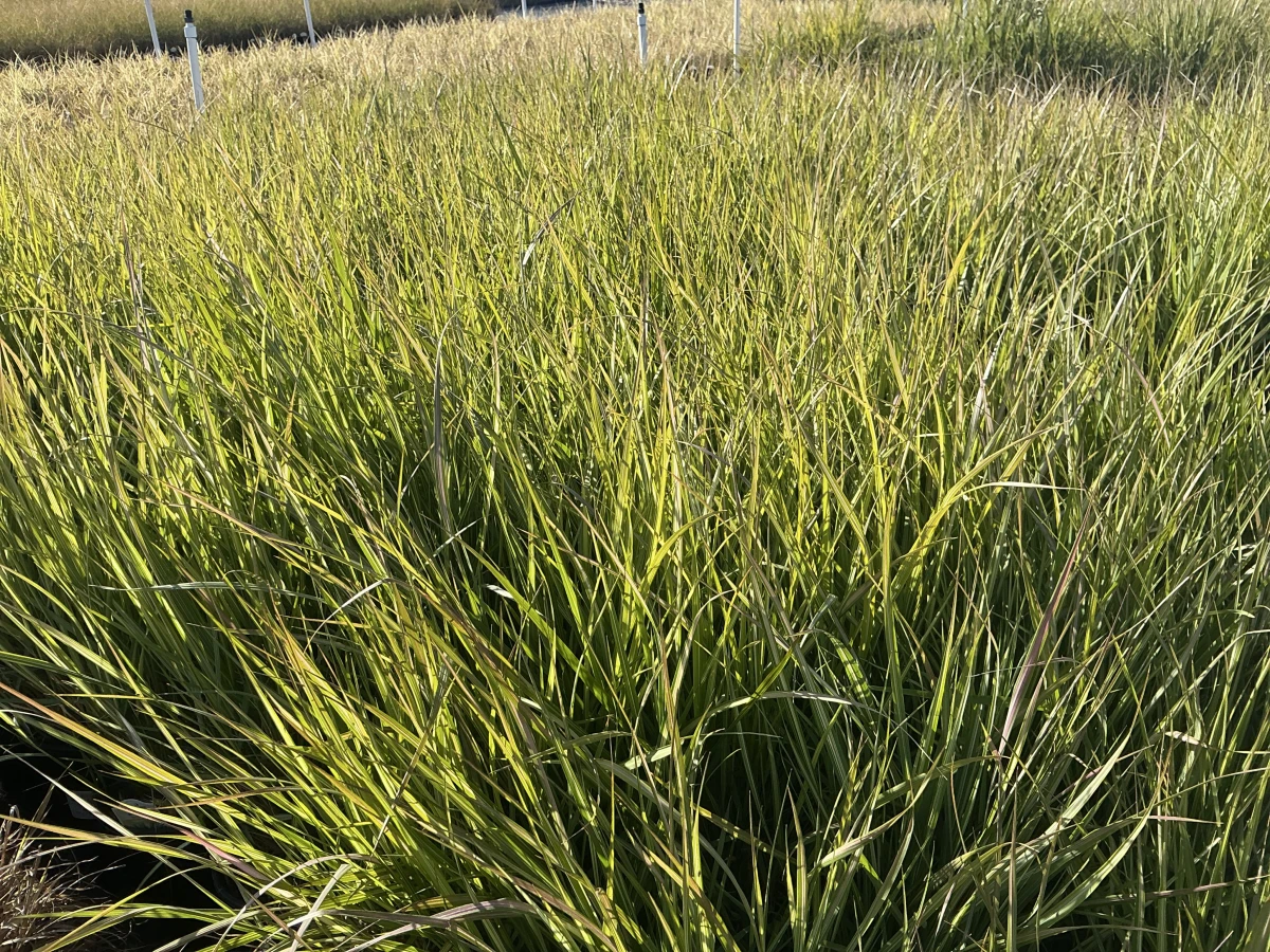 Variegated Feather Reed Grass