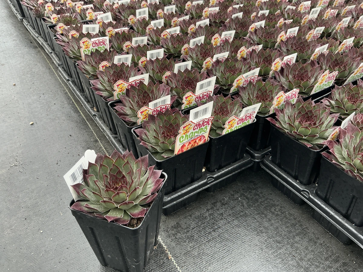 Hens and Chicks