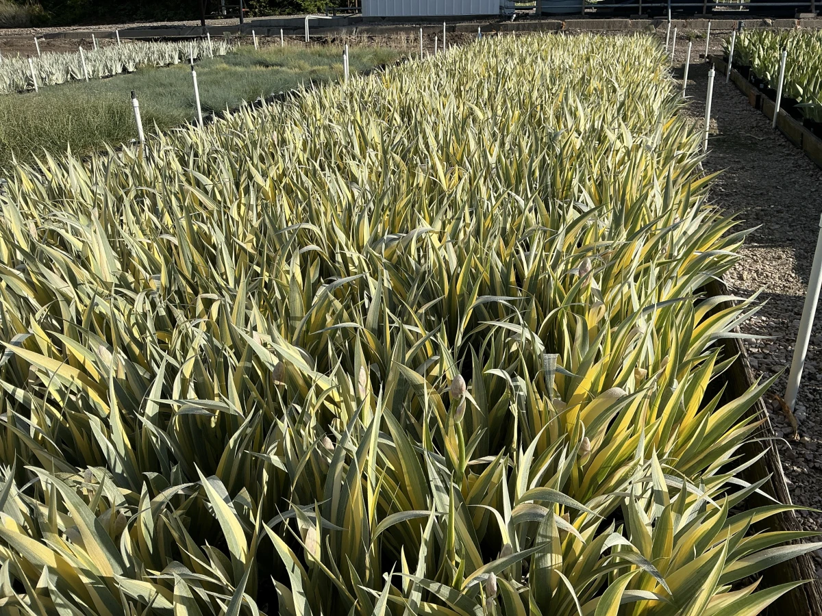 Golden Variegated Sweet Iris