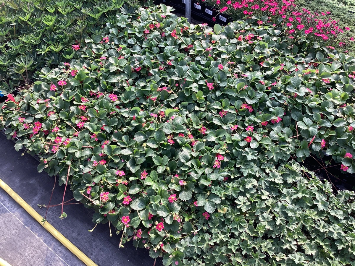 Strawberry