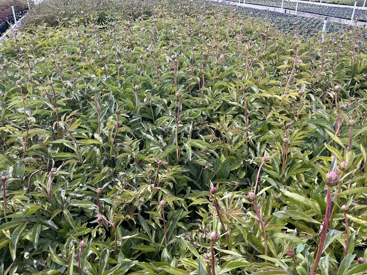 Peony