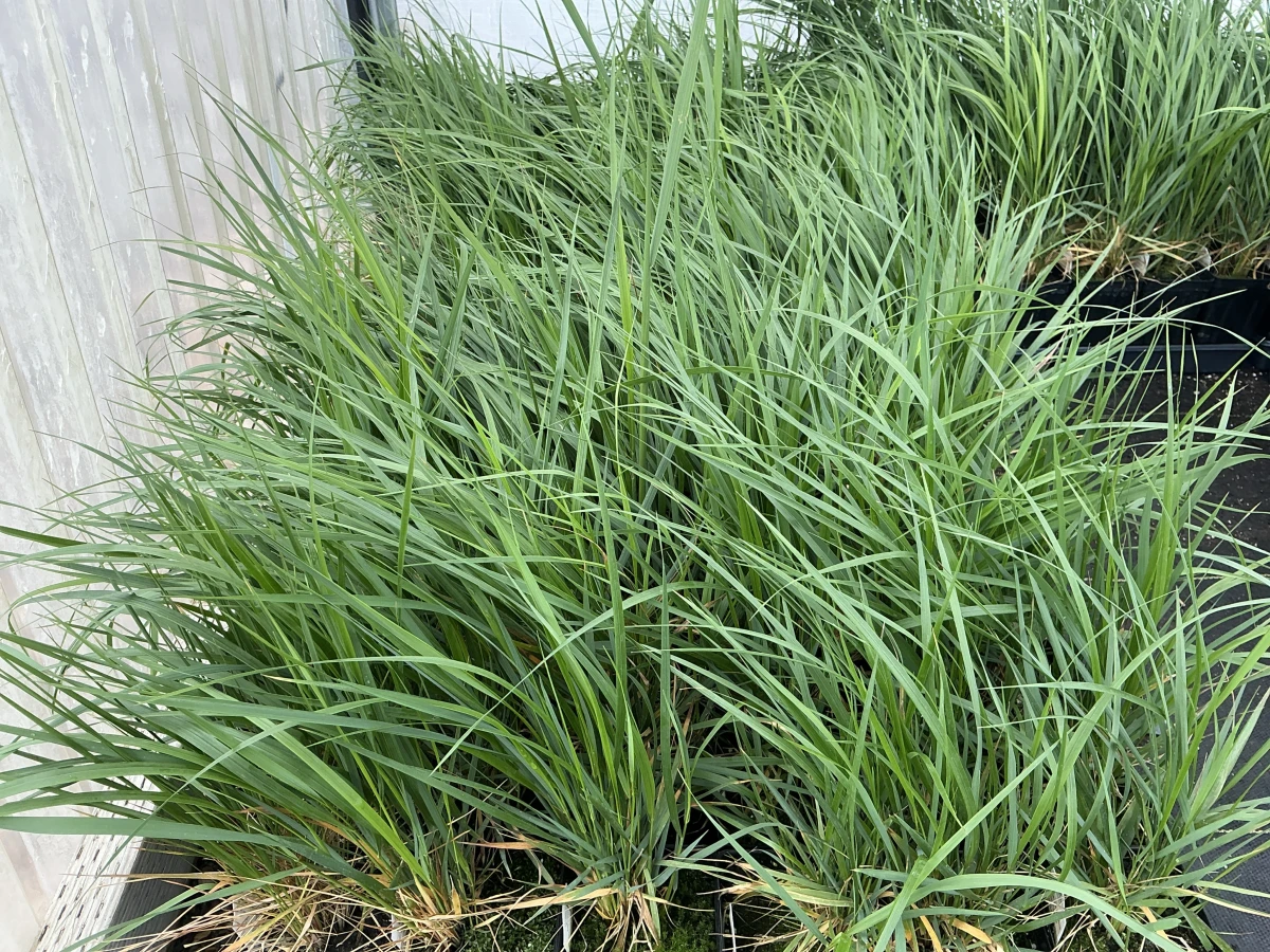 Feather Reed Grass