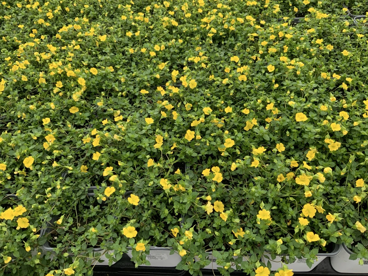 Axilflower
