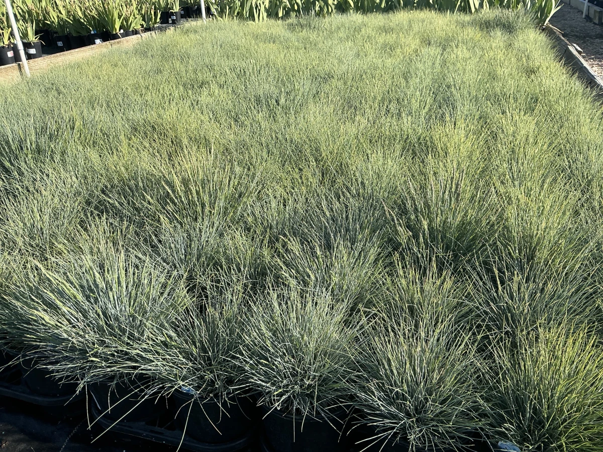Blue Fescue