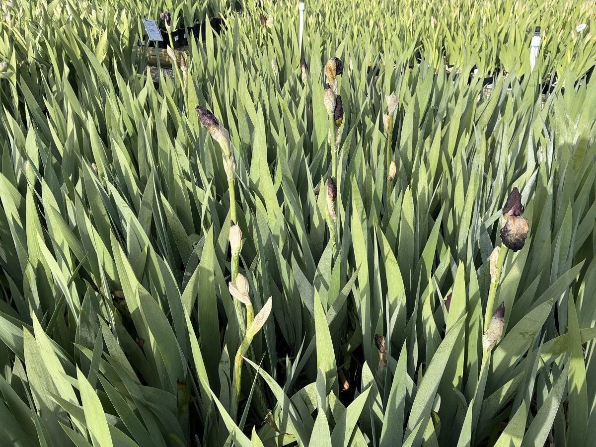 Bearded Iris