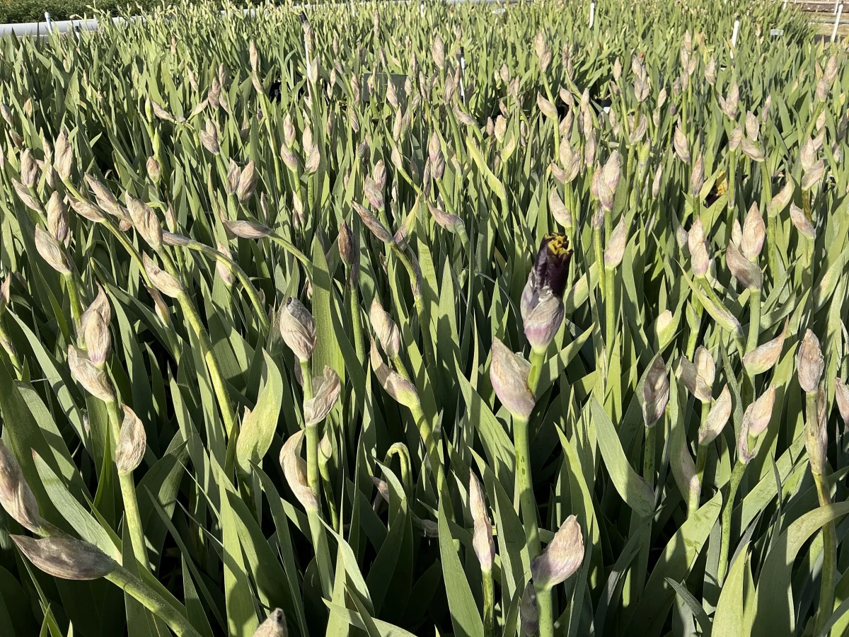 Bearded Iris