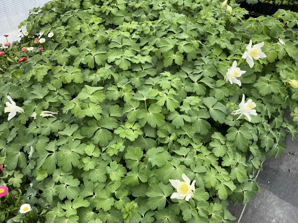 Columbine
