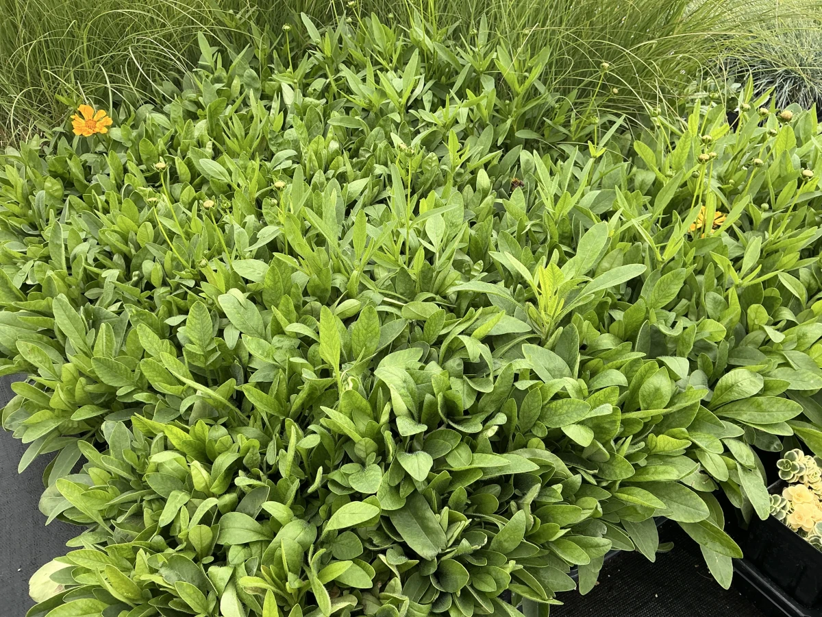 Tickseed