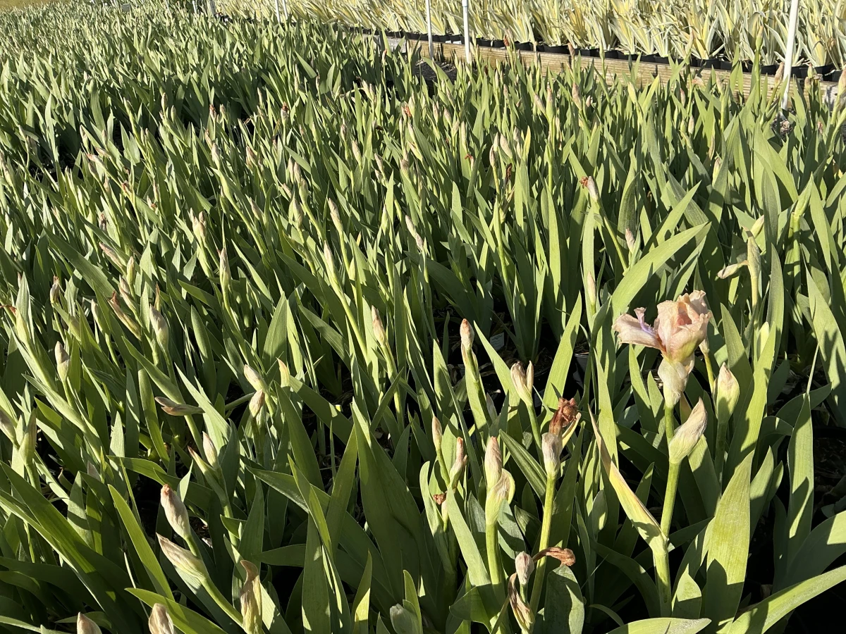 Bearded Iris