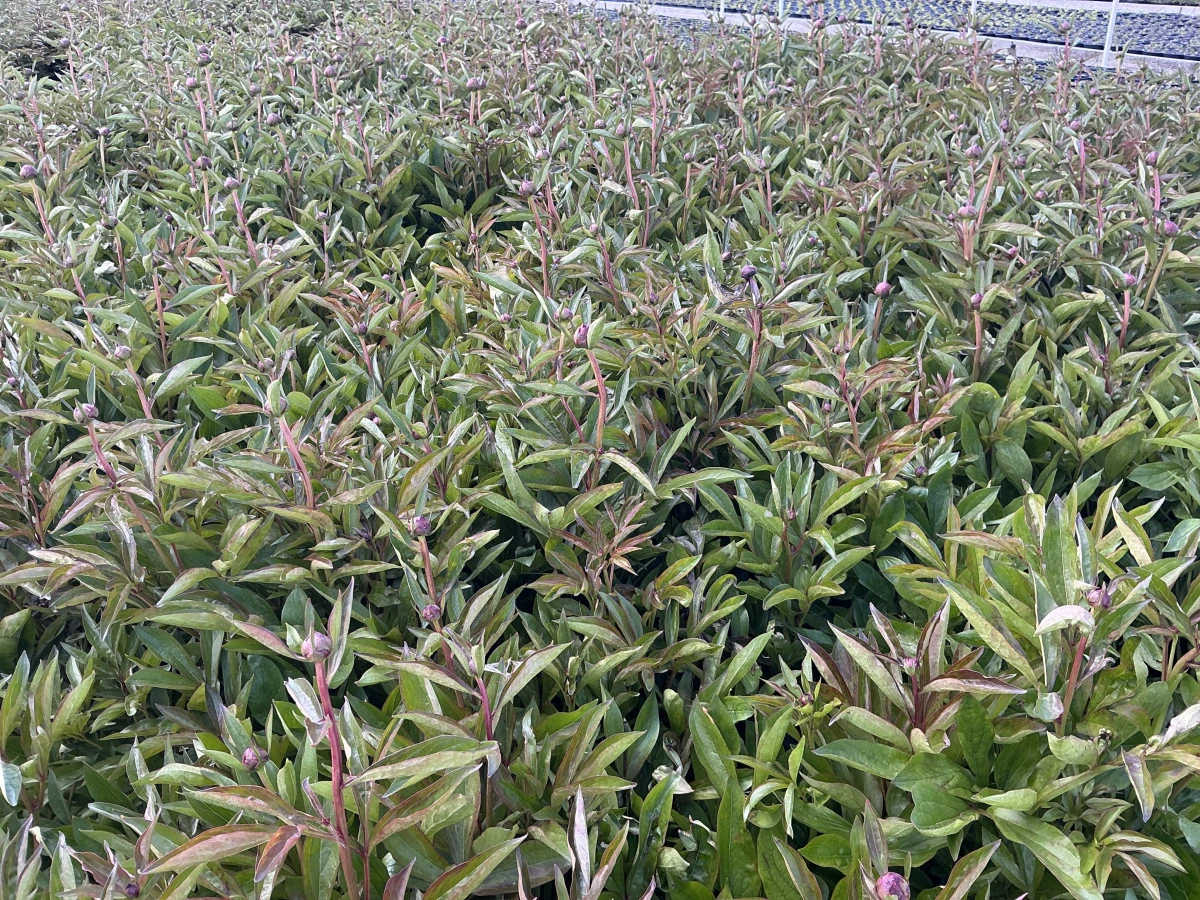 Peony