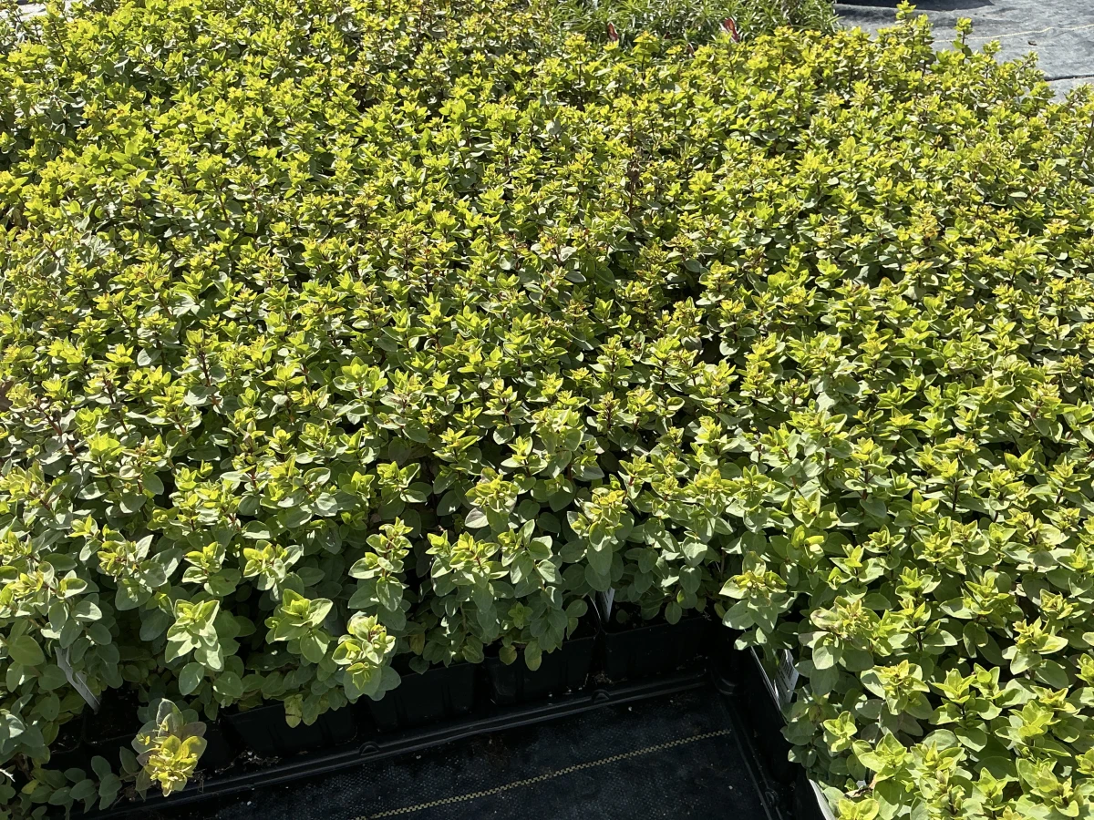 Hopflower Oregano