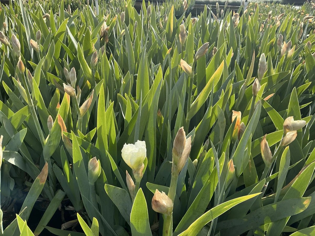 Bearded Iris