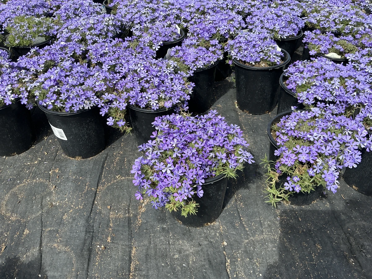 Creeping Phlox, Moss Phlox