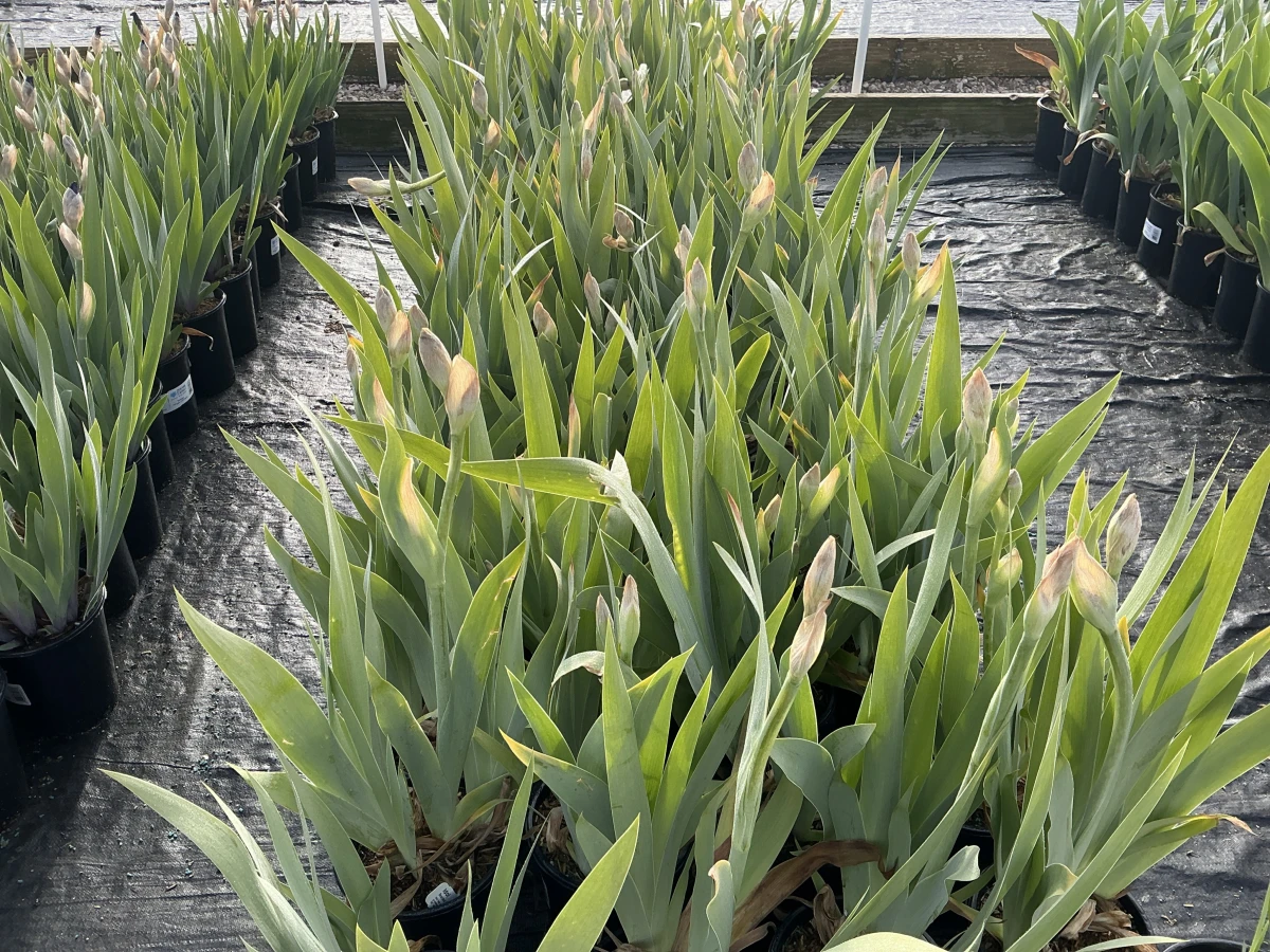 Bearded Iris