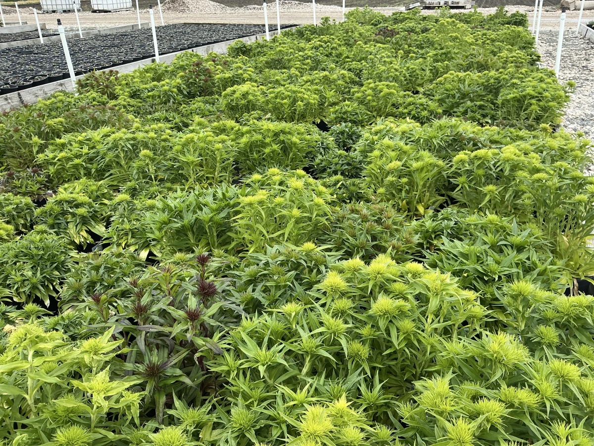Sweet William