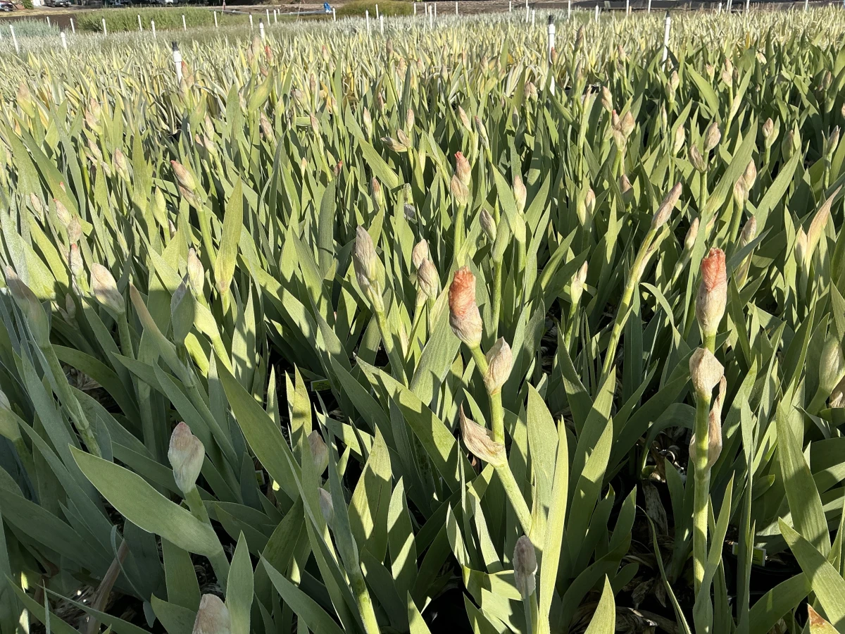 Bearded Iris