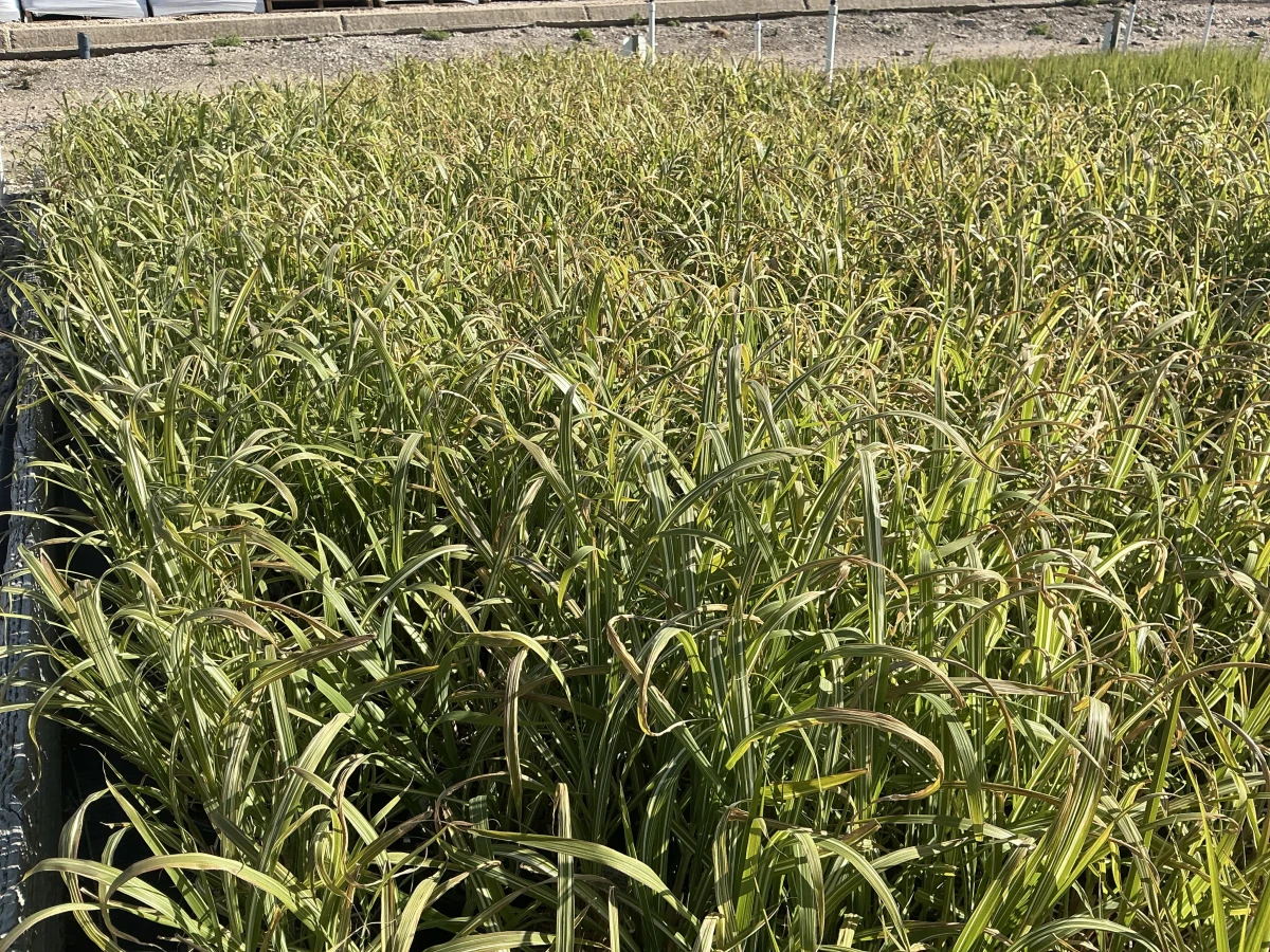 Maiden Grass, Japanese Silver Grass