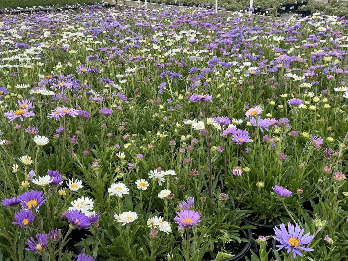 Alpine Aster