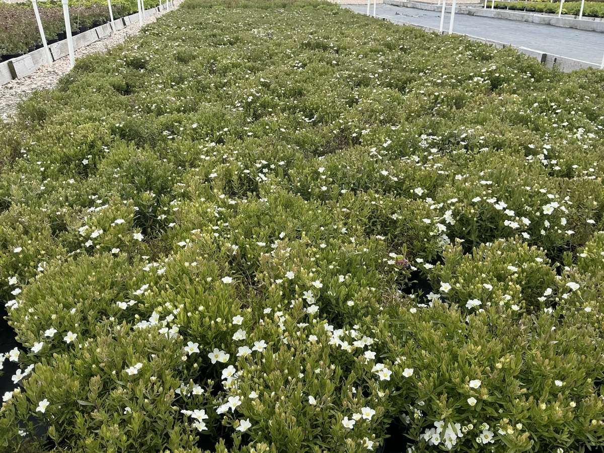 Sandwort