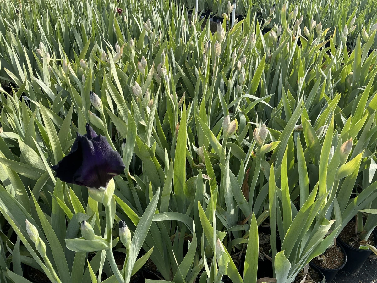 Bearded Iris