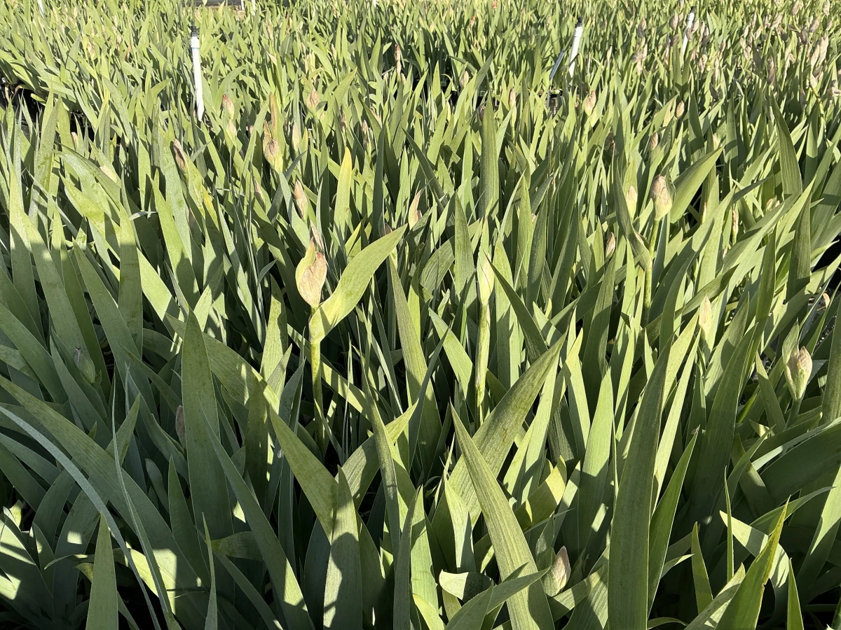 Bearded Iris