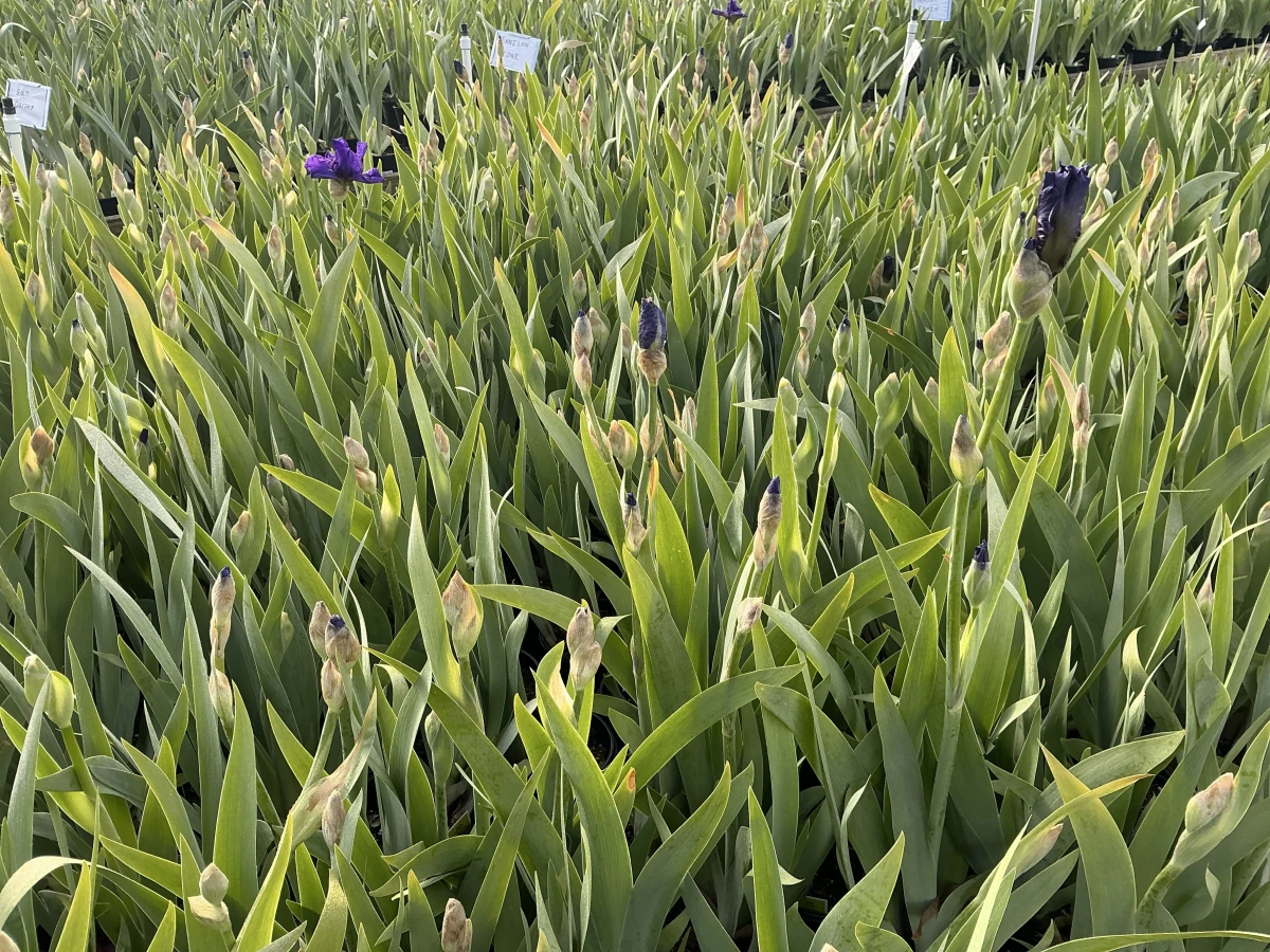Bearded Iris