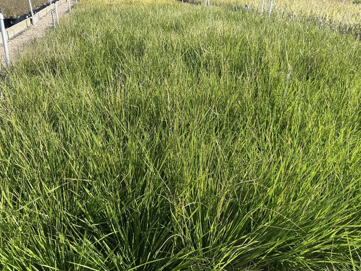 Tufted Hair Grass