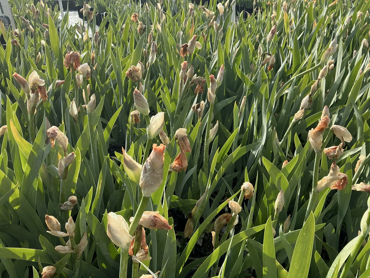 Bearded Iris