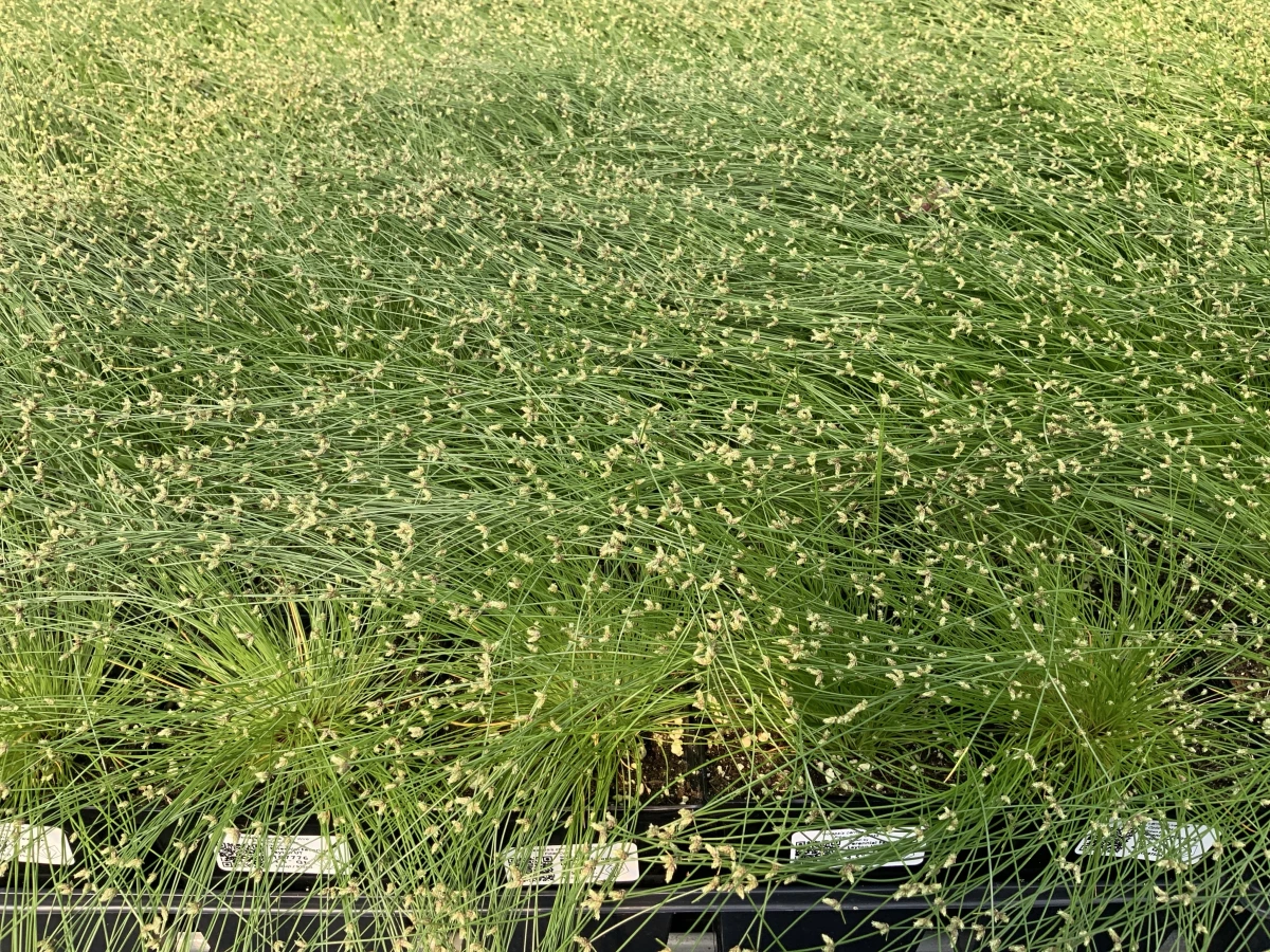 Fiber Optic Grass