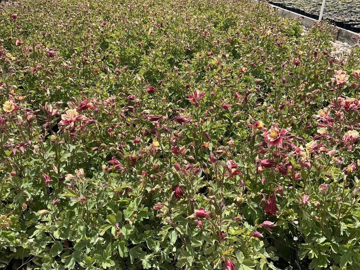 Columbine