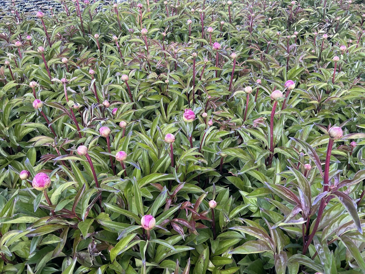 Peony