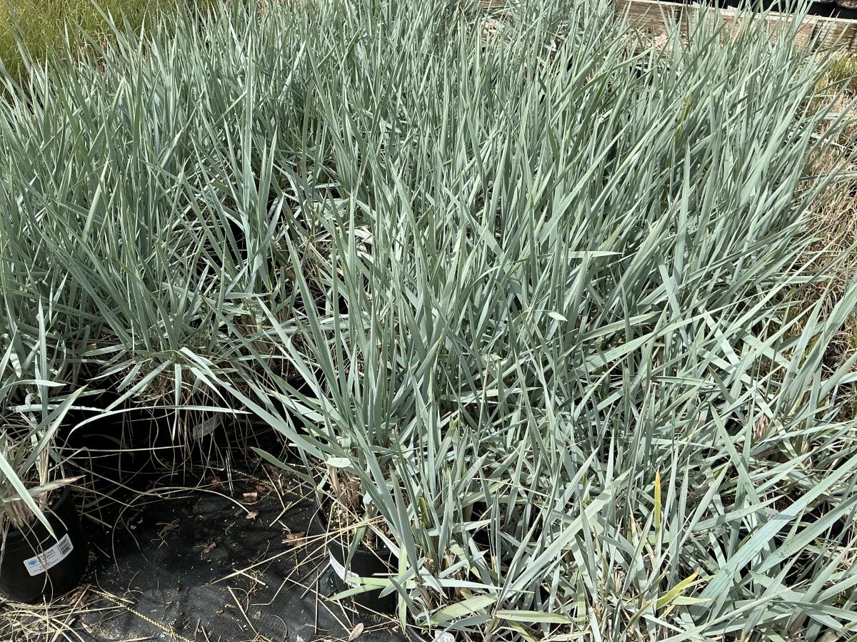 Blue Lyme Grass