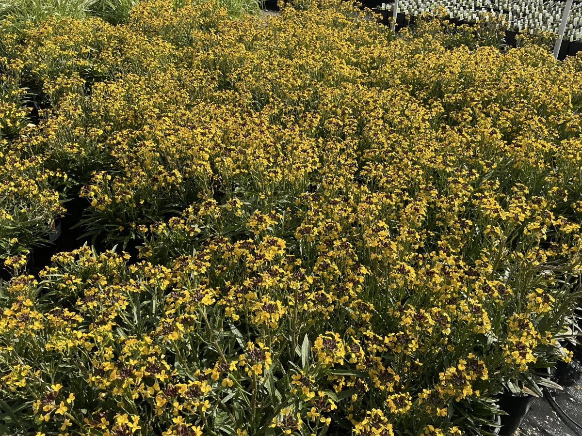 Wallflower