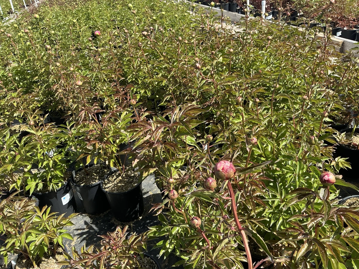 Peony
