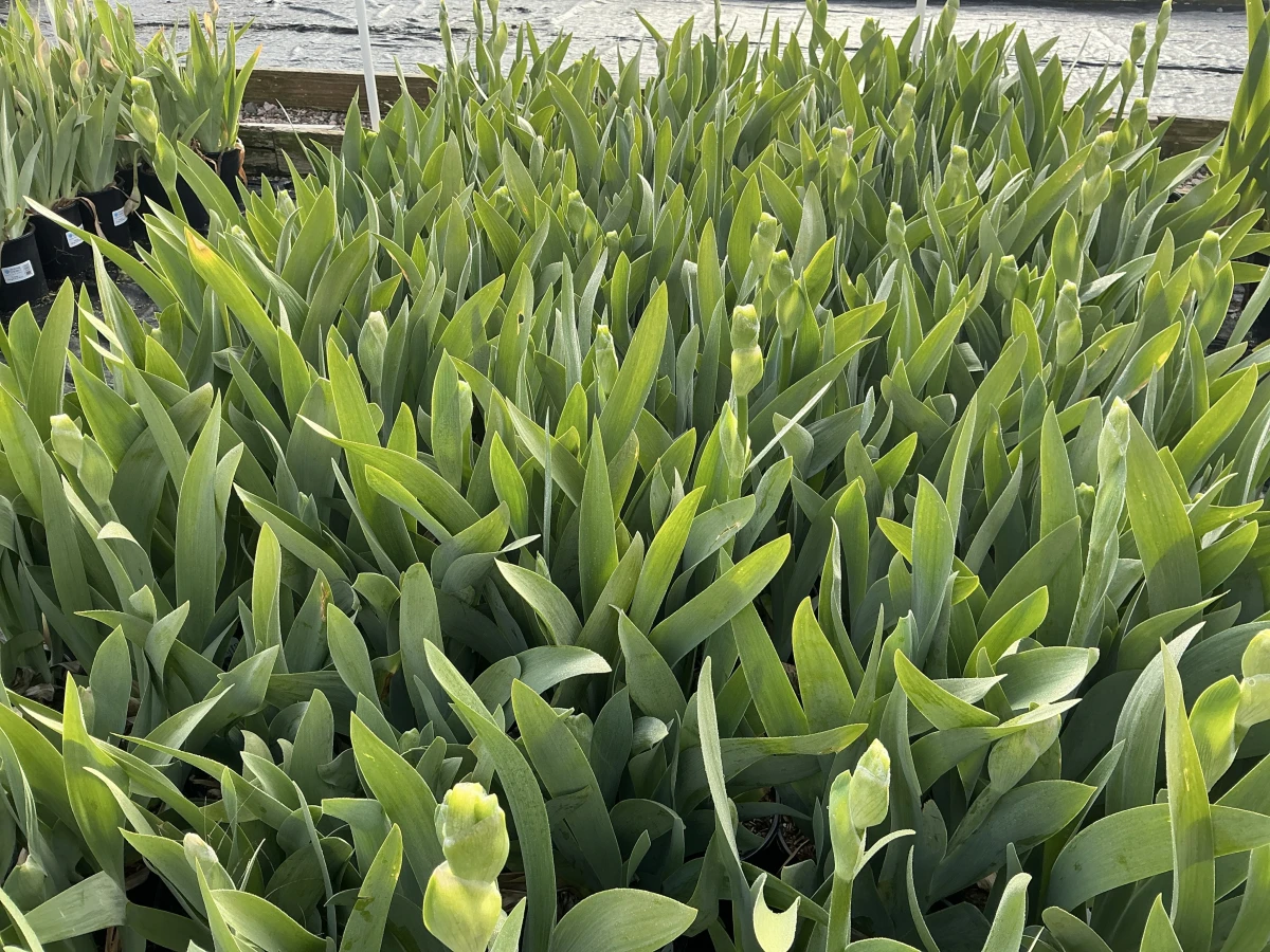 Bearded Iris