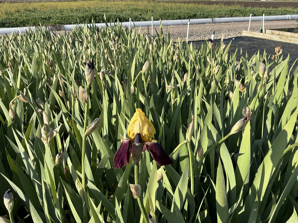 Bearded Iris