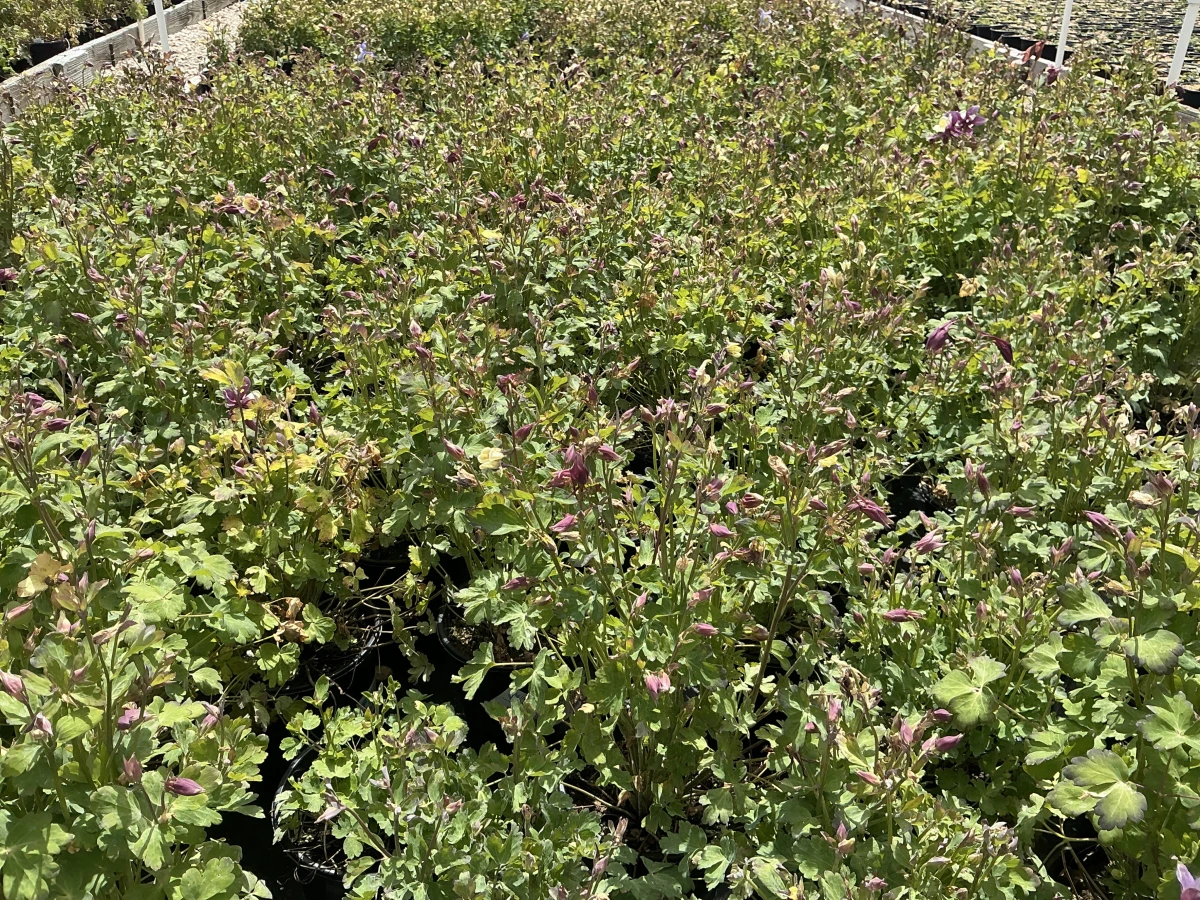 Columbine