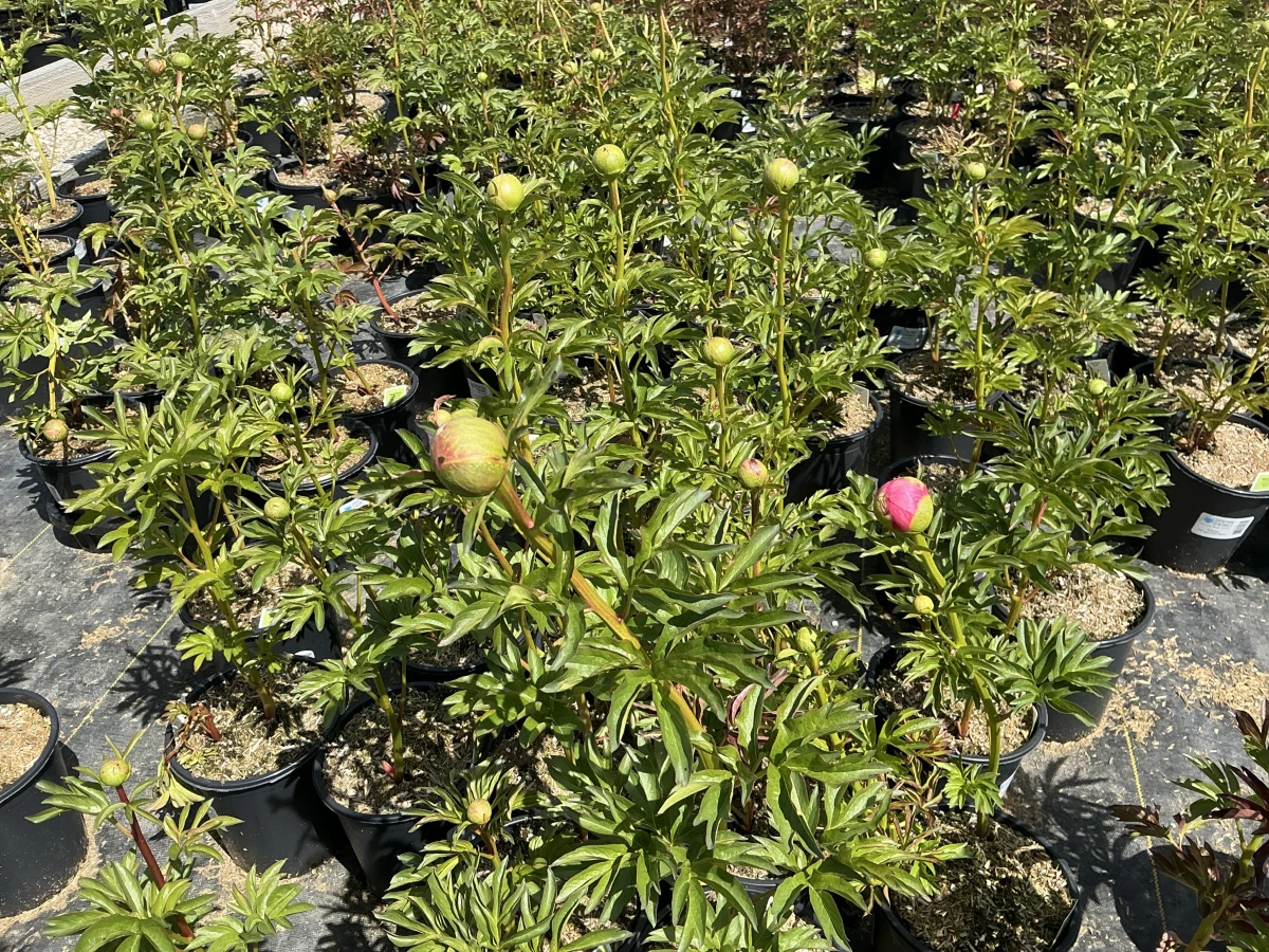 Peony