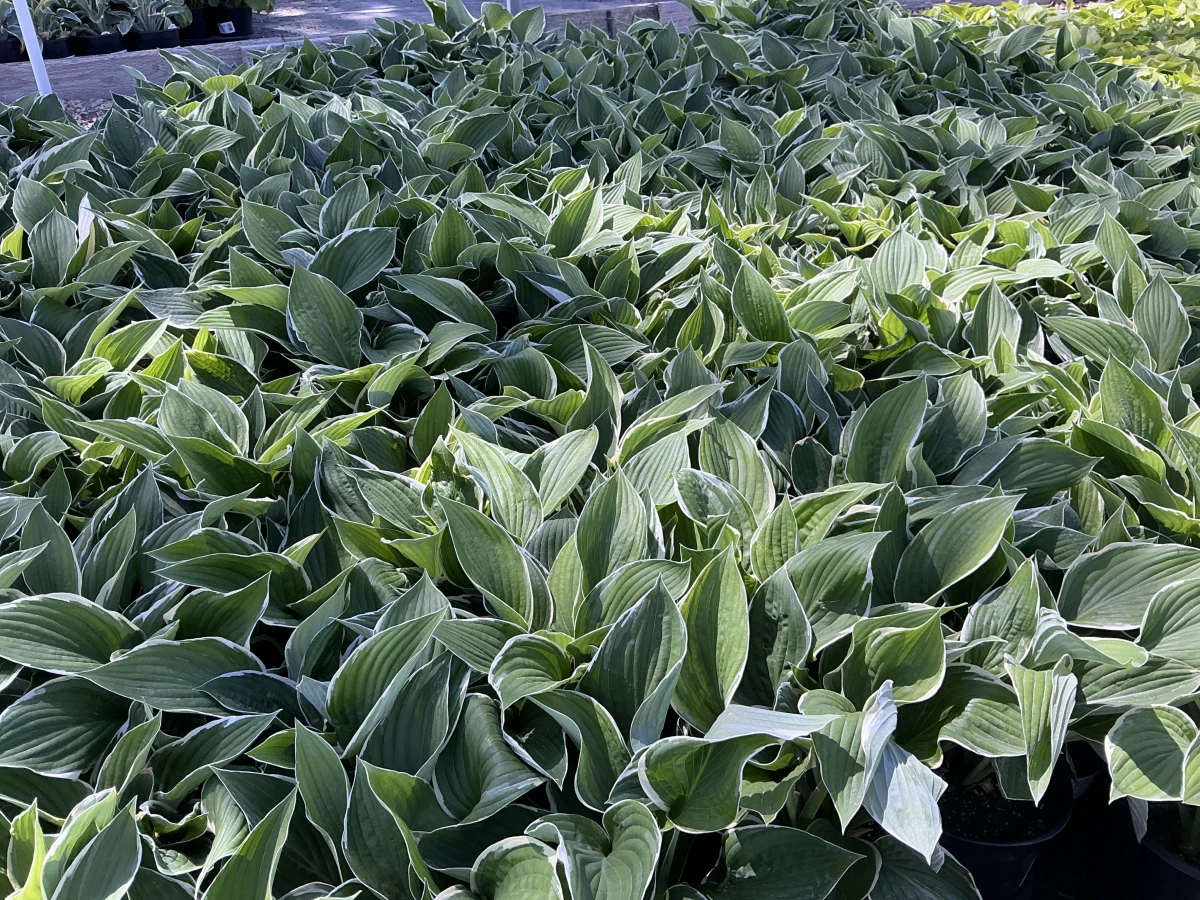 Plantain Lily