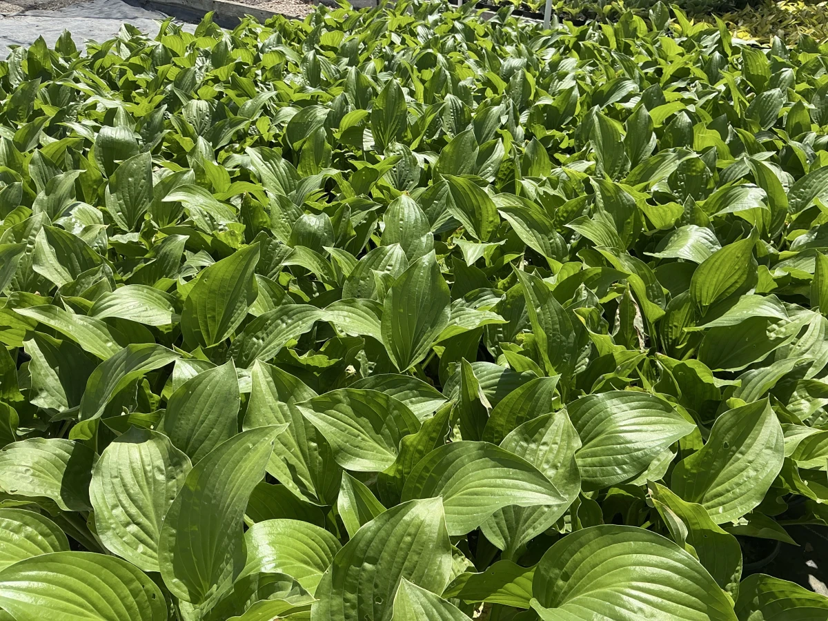 Plantain Lily